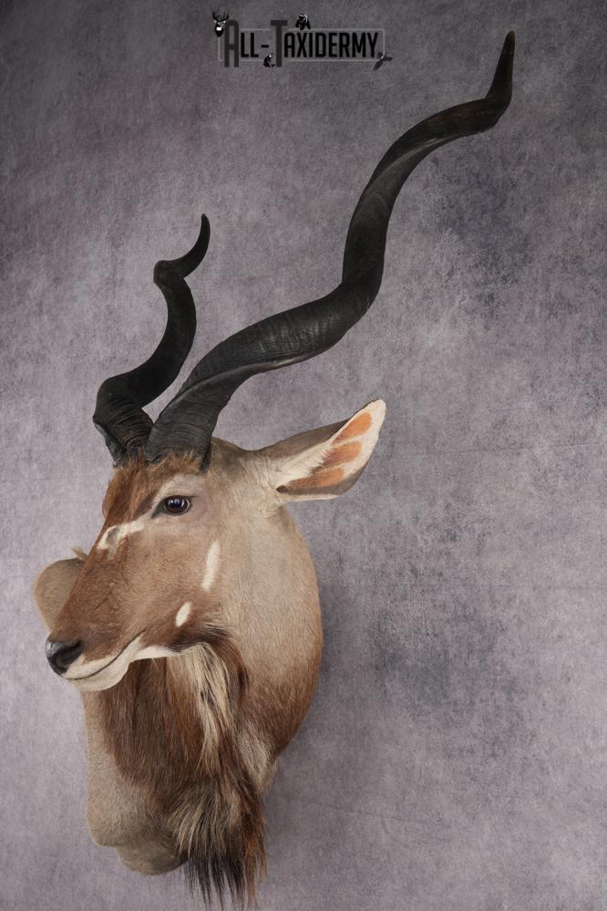 African Greater Kudu Shoulder Mount SKU 2661 - Image 11