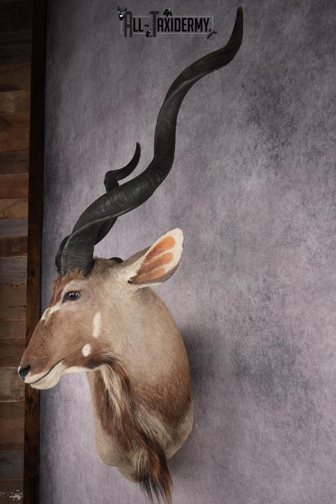 African Greater Kudu Shoulder Mount SKU 2661 - Image 10