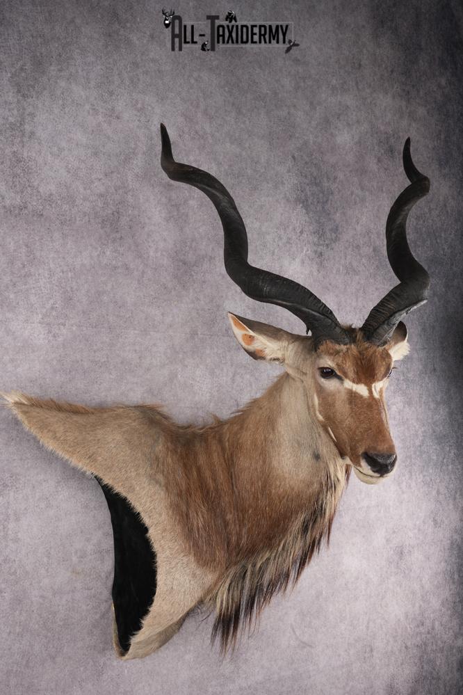African Greater Kudu Shoulder Mount SKU 2661 - Image 9