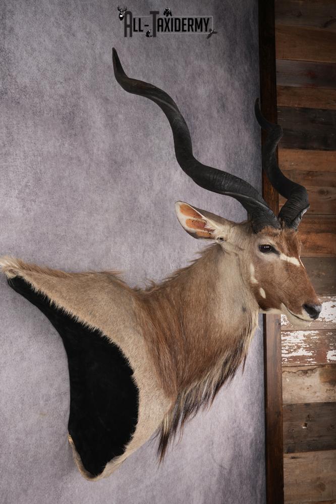 African Greater Kudu Shoulder Mount SKU 2661 - Image 8