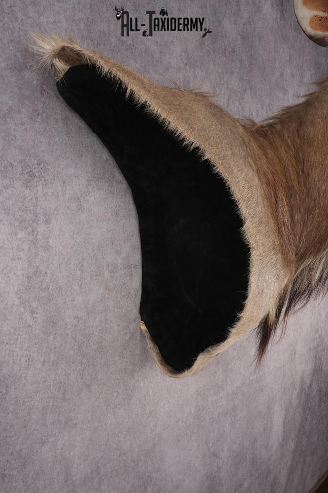 African Greater Kudu Shoulder Mount SKU 2661 - Image 7