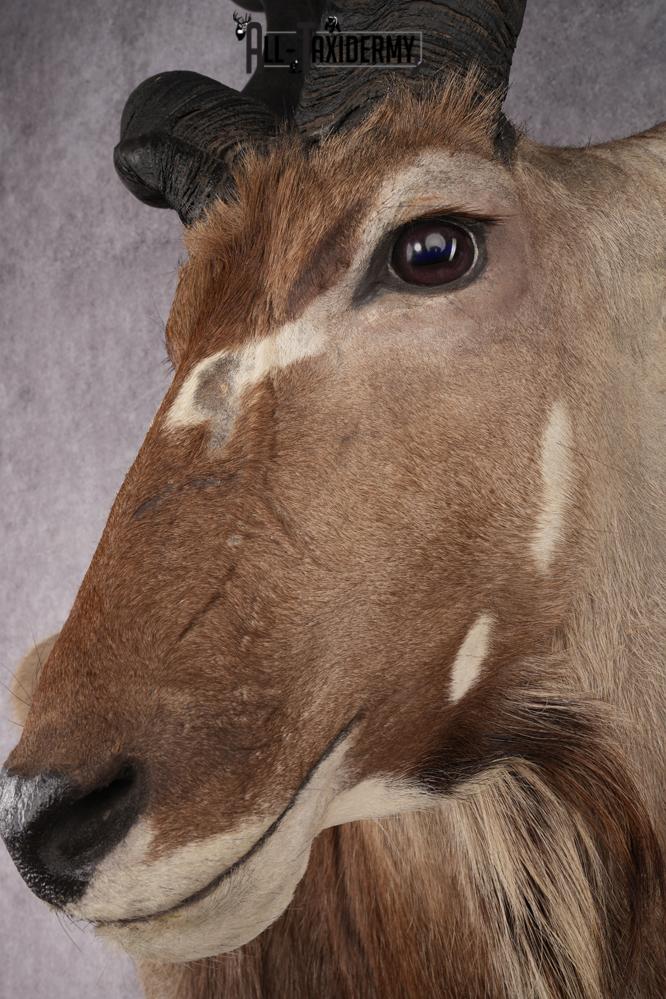 African Greater Kudu Shoulder Mount SKU 2661 - Image 6