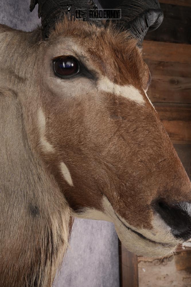 African Greater Kudu Shoulder Mount SKU 2661 - Image 5