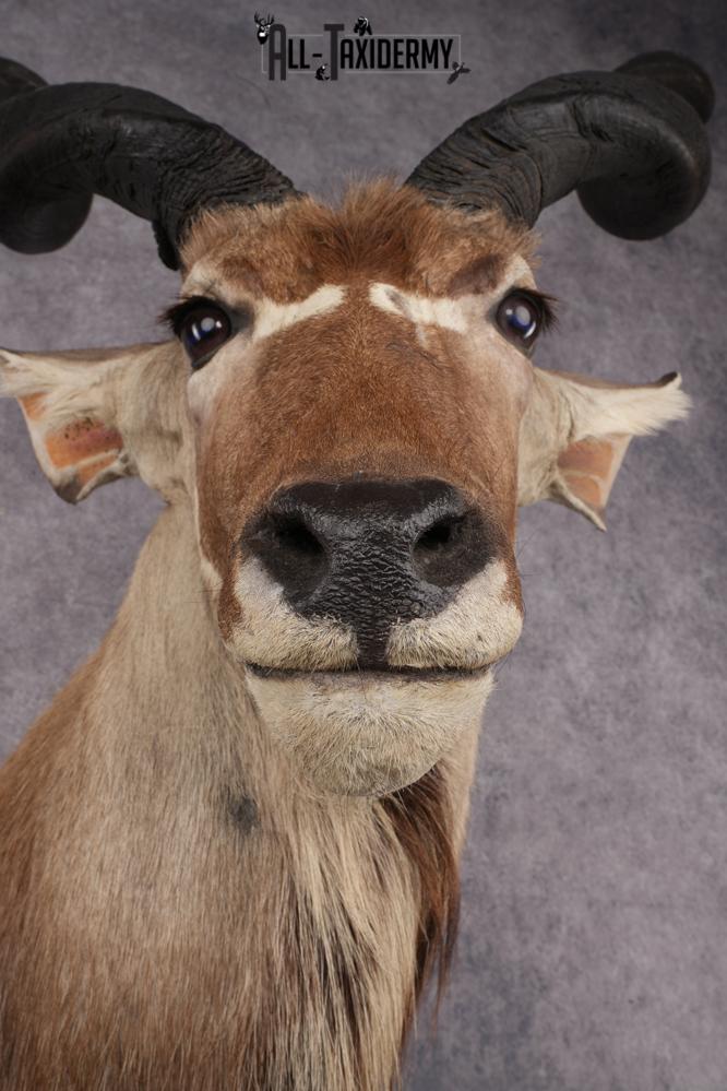 African Greater Kudu Shoulder Mount SKU 2661 - Image 4