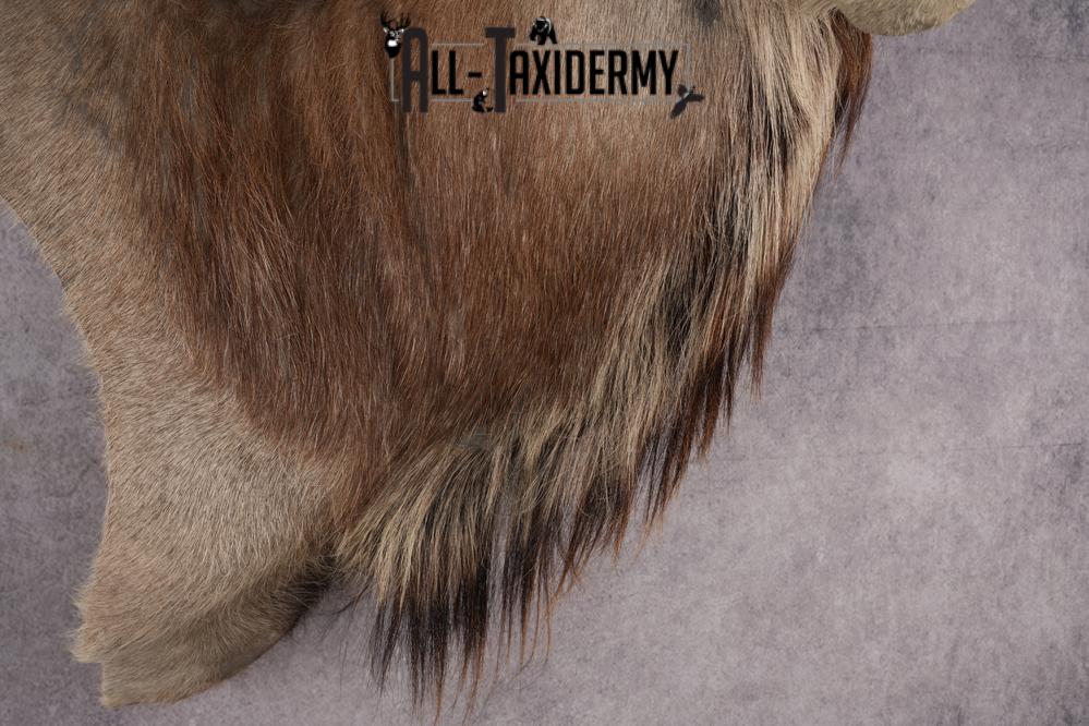 African Greater Kudu Shoulder Mount SKU 2661 - Image 3