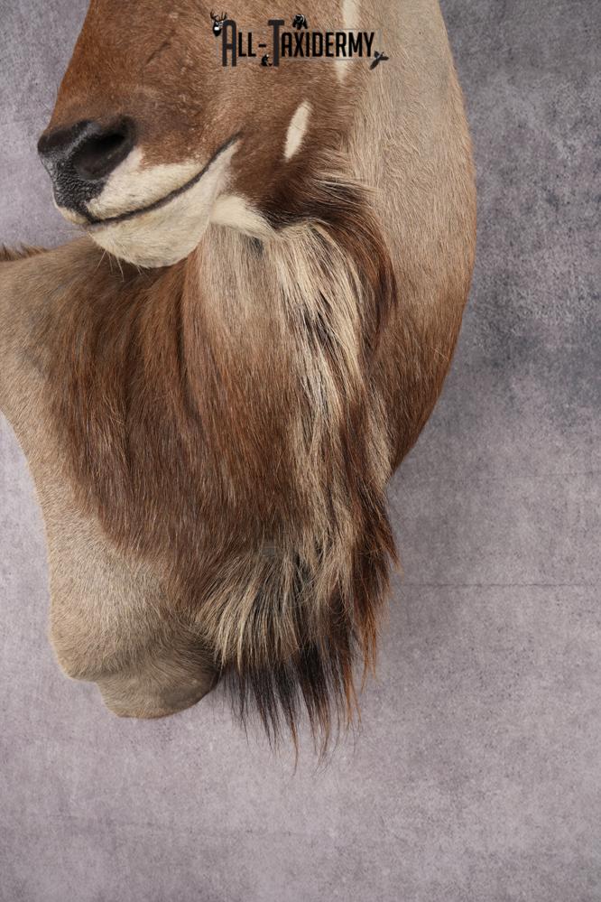 African Greater Kudu Shoulder Mount SKU 2661 - Image 2