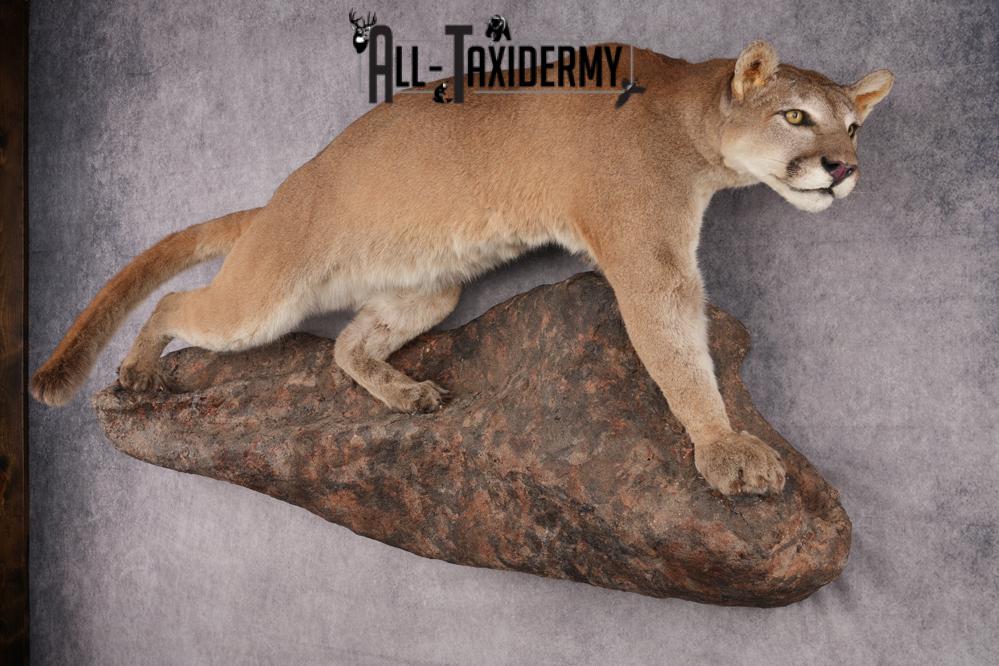 Cougar Mountain Lion Full Body Taxidermy Mount SKU 2684 - Image 10