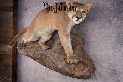 Cougar Mountain Lion Full Body Taxidermy Mount SKU 2684