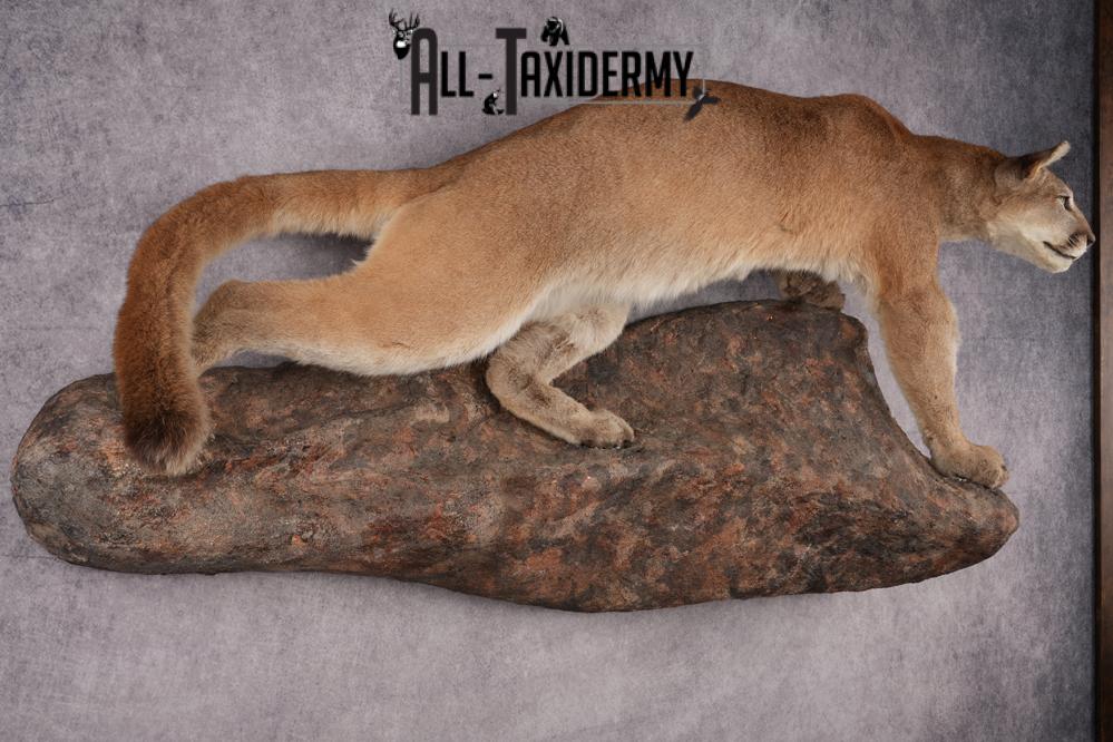 Cougar Mountain Lion Full Body Taxidermy Mount SKU 2684 - Image 8