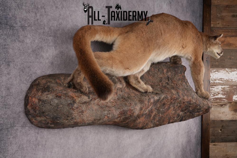Cougar Mountain Lion Full Body Taxidermy Mount SKU 2684 - Image 7