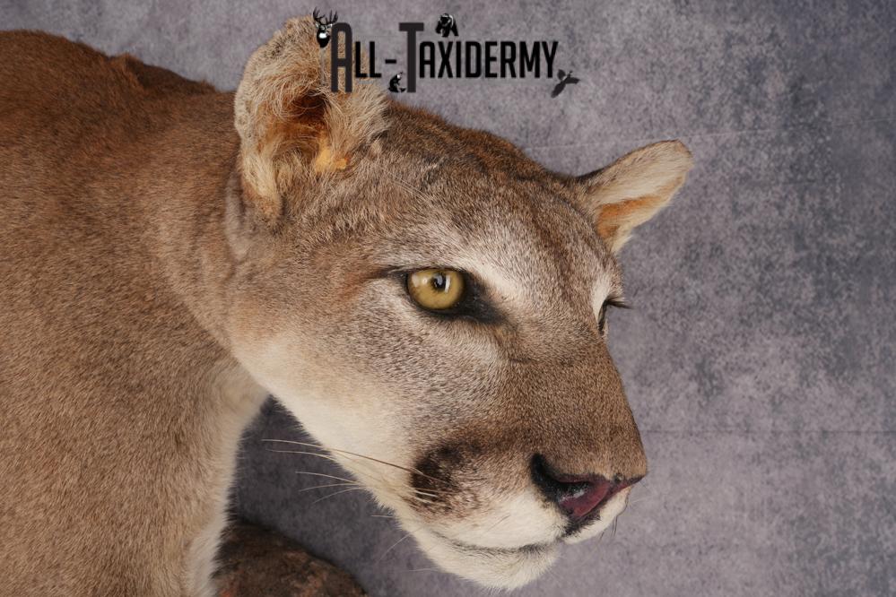 Cougar Mountain Lion Full Body Taxidermy Mount SKU 2684 - Image 6