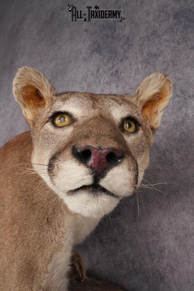 Cougar Mountain Lion Full Body Taxidermy Mount SKU 2684 - Image 5