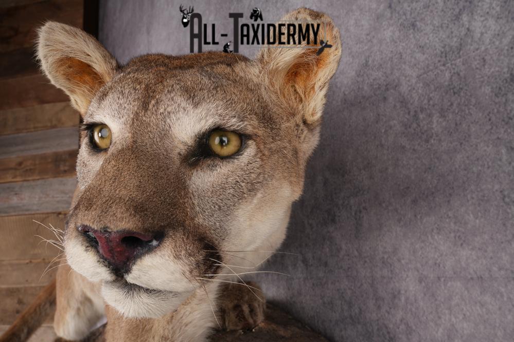 Cougar Mountain Lion Full Body Taxidermy Mount SKU 2684 - Image 4