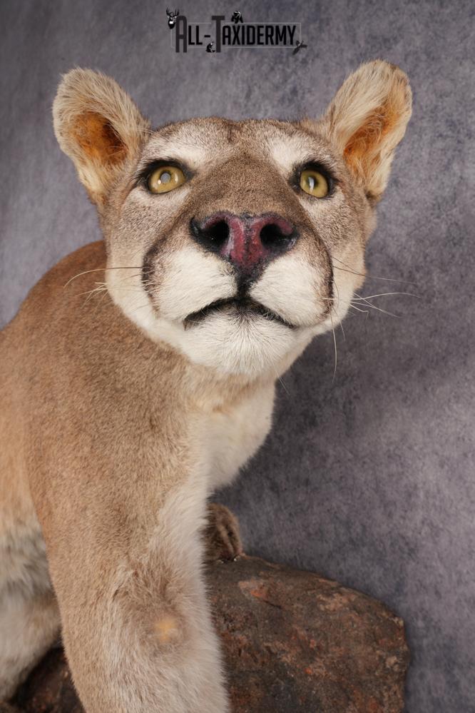 Cougar Mountain Lion Full Body Taxidermy Mount SKU 2684 - Image 3