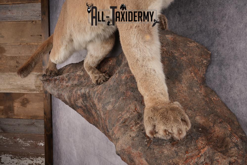 Cougar Mountain Lion Full Body Taxidermy Mount SKU 2684 - Image 2