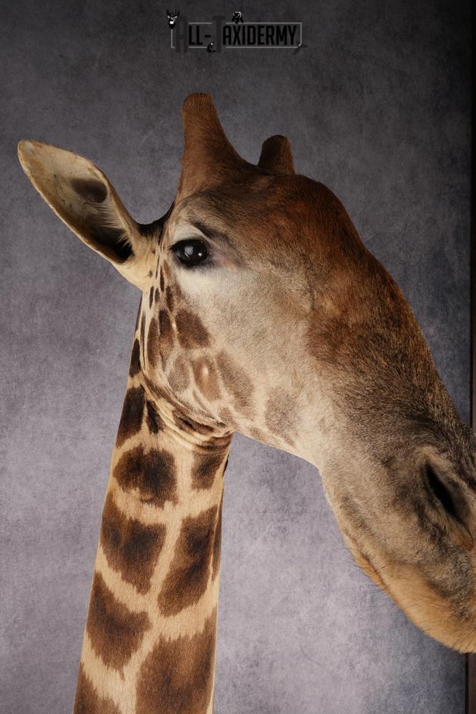 African Giraffe Taxidermy Shoulder Mount SKU 2663 - Image 10