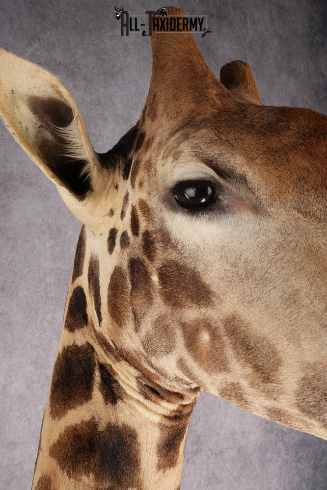 African Giraffe Taxidermy Shoulder Mount SKU 2663 - Image 9