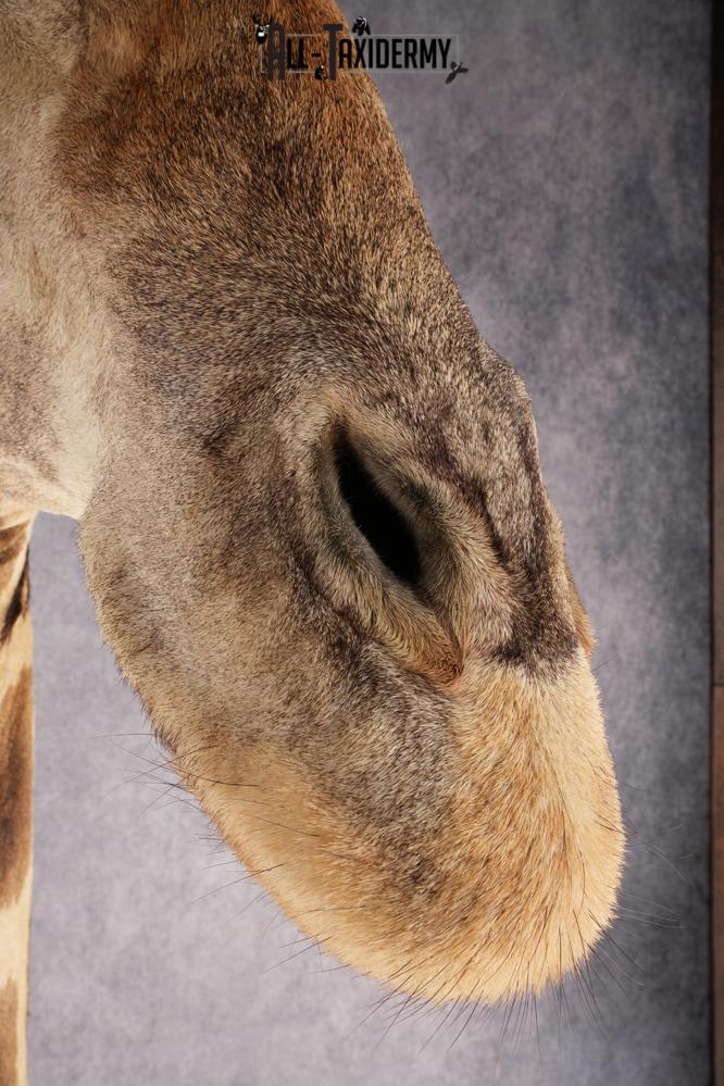 African Giraffe Taxidermy Shoulder Mount SKU 2663 - Image 8