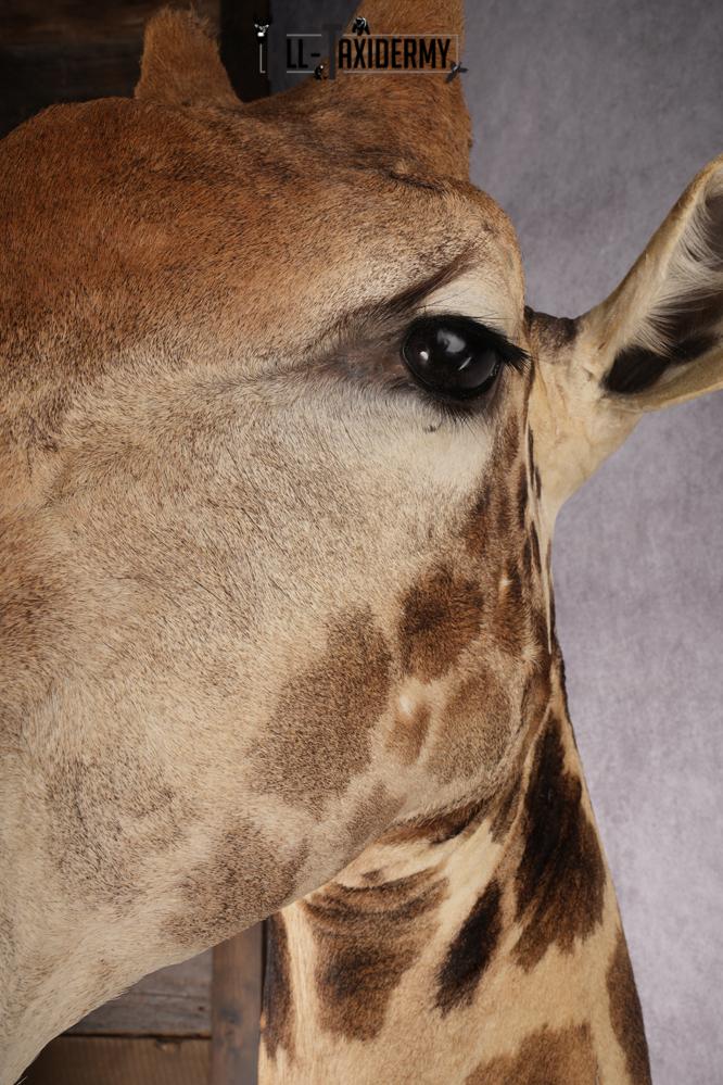 African Giraffe Taxidermy Shoulder Mount SKU 2663 - Image 7