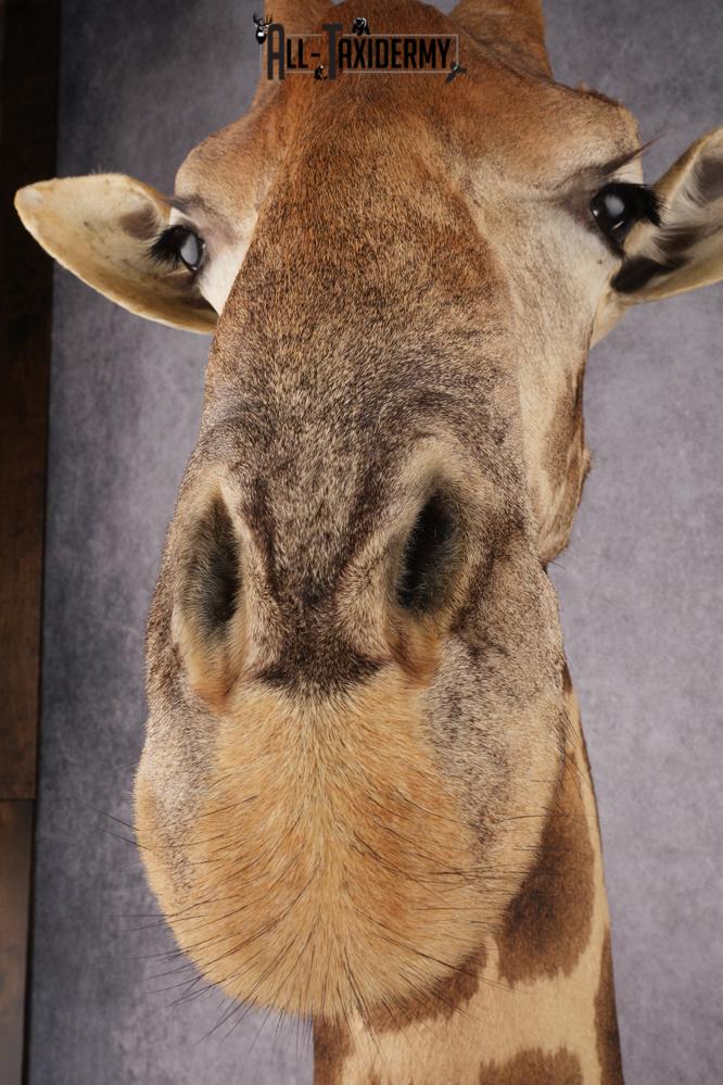 African Giraffe Taxidermy Shoulder Mount SKU 2663 - Image 6