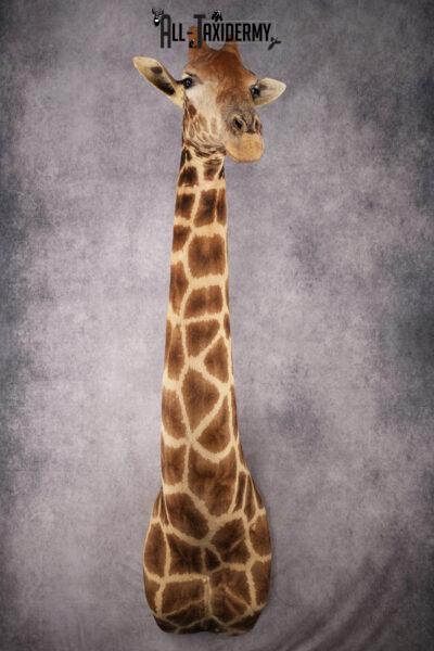 Giraffe Taxidermy