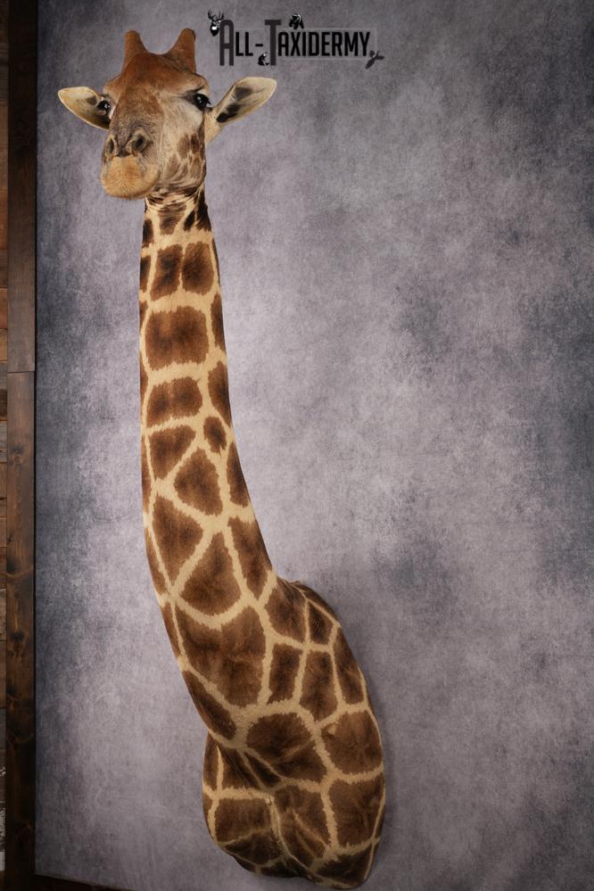 African Giraffe Taxidermy Shoulder Mount SKU 2663 - Image 5