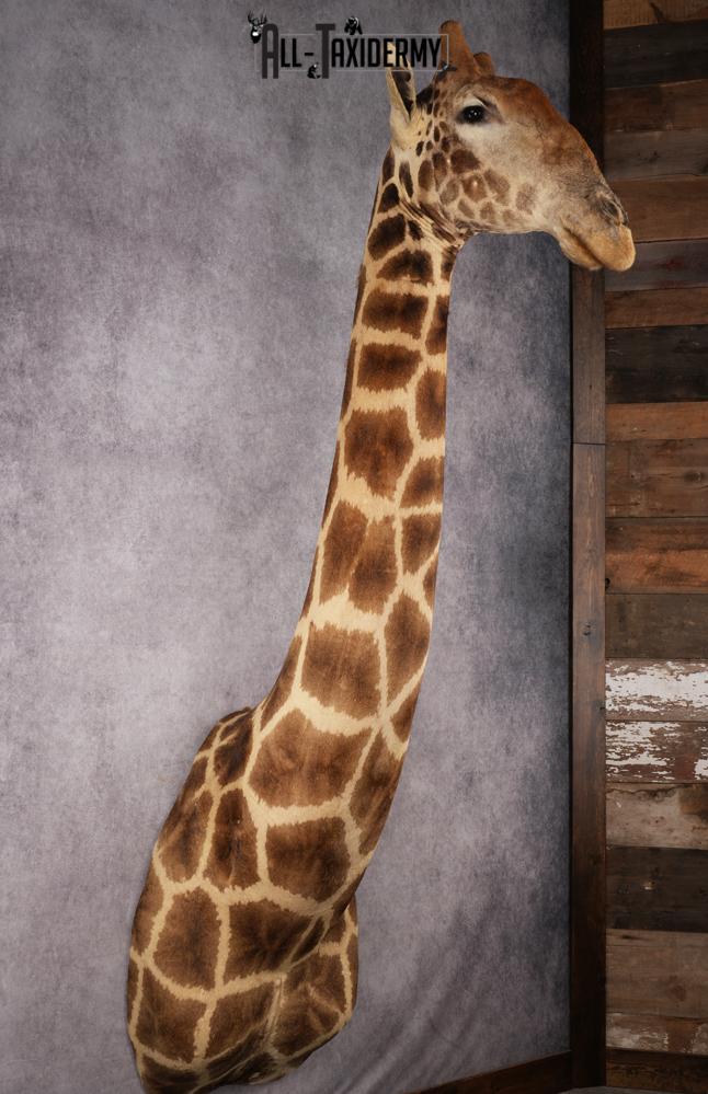 African Giraffe Taxidermy Shoulder Mount SKU 2663 - Image 4