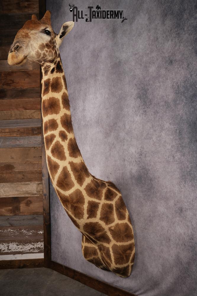 African Giraffe Taxidermy Shoulder Mount SKU 2663 - Image 3