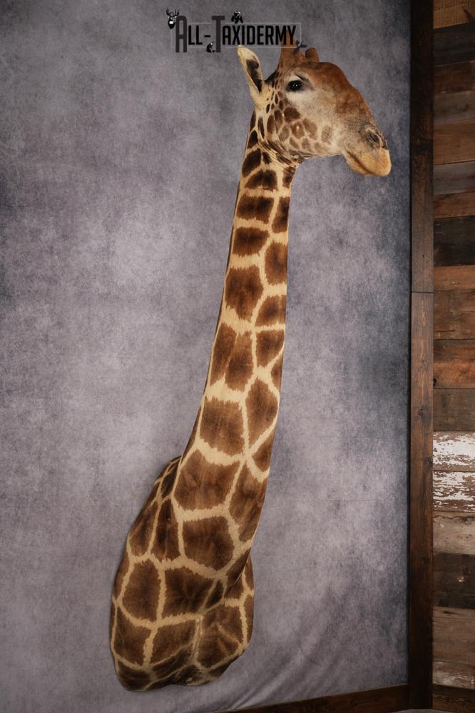 African Giraffe Taxidermy Shoulder Mount SKU 2663 - Image 2