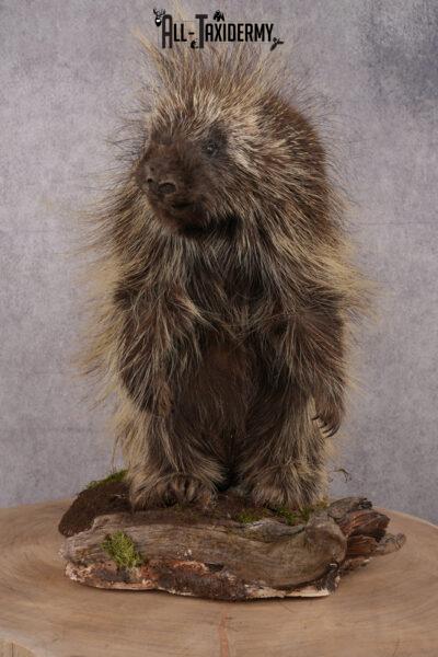 Full Body Porcupine taxidermy mount SKU 2635