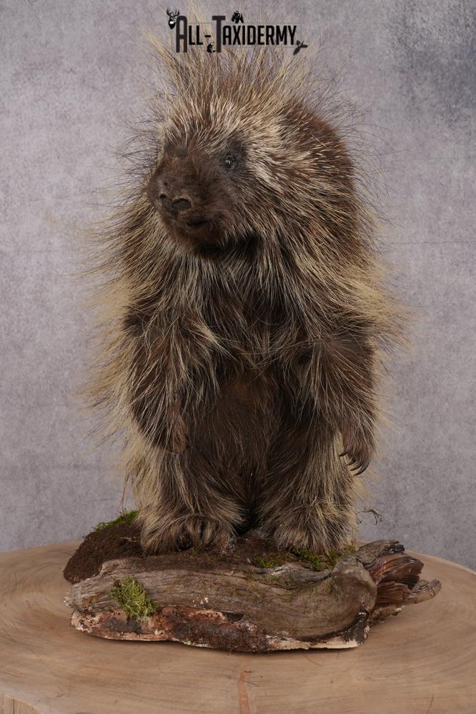 Full Body Porcupine taxidermy mount SKU 2635
