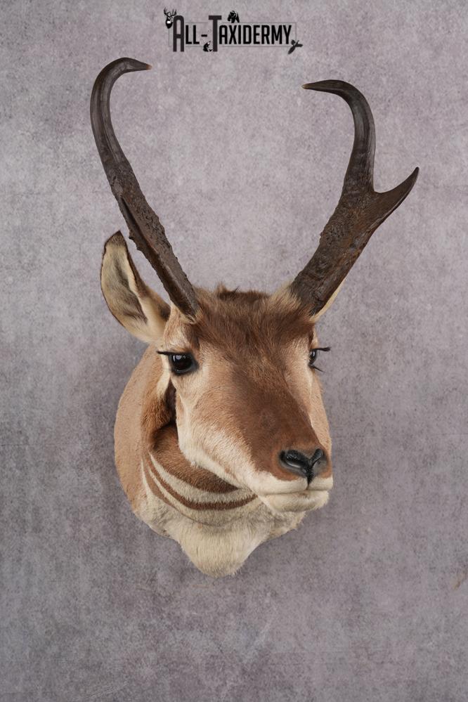 Prong Horn Taxidermy Shoulder Mount SKU 2643 - Image 5