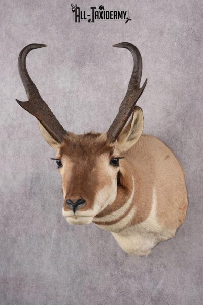 Prong Horn Taxidermy Shoulder Mount SKU 2643