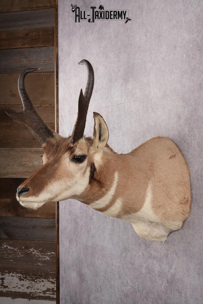 Prong Horn Taxidermy Shoulder Mount SKU 2643 - Image 7
