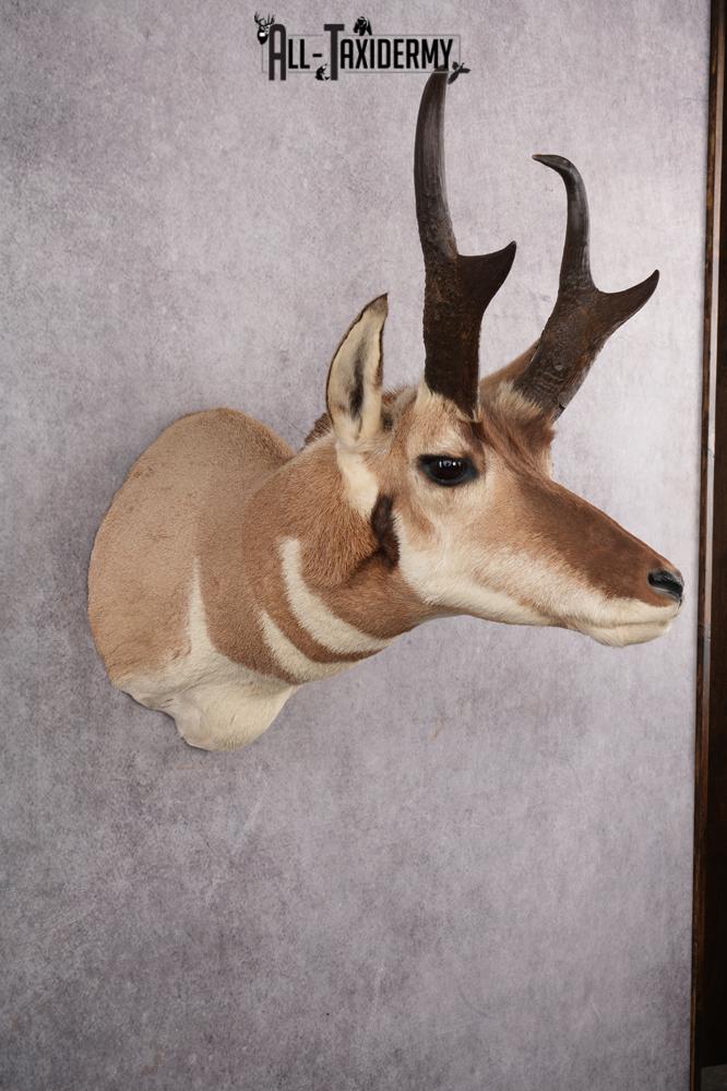 Prong Horn Taxidermy Shoulder Mount SKU 2643 - Image 4