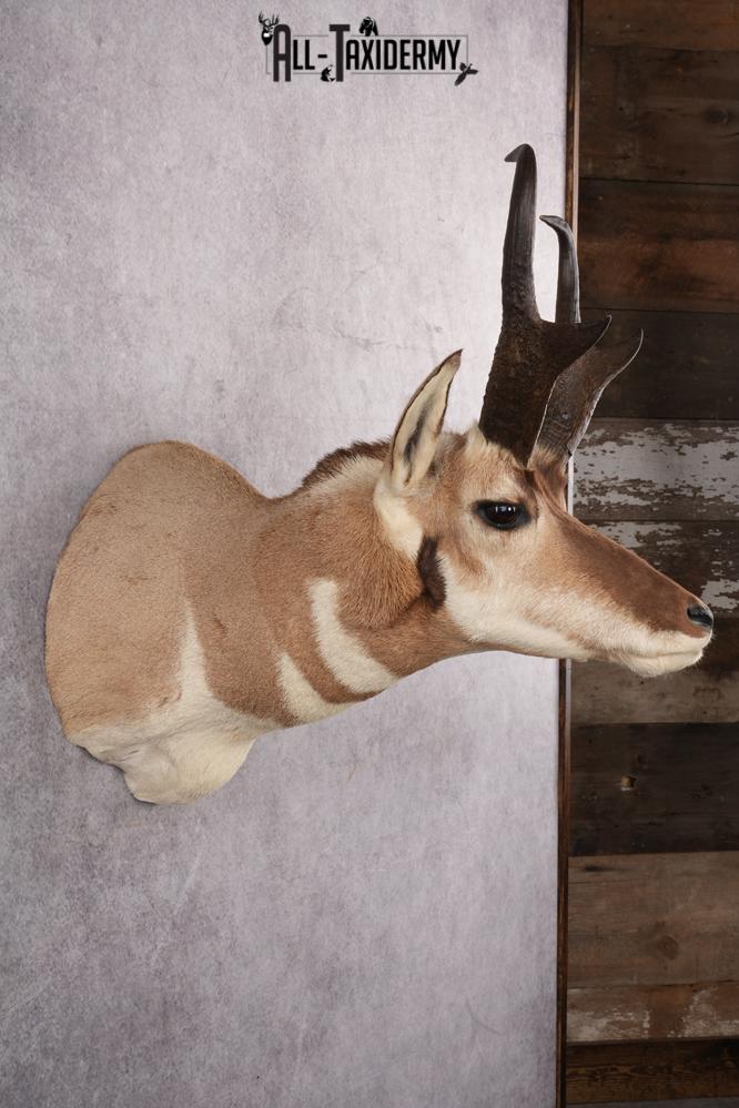 Prong Horn Taxidermy Shoulder Mount SKU 2643 - Image 6