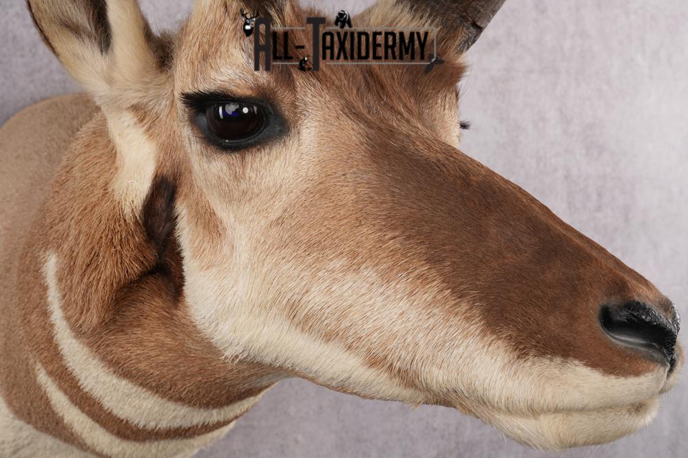 Prong Horn Taxidermy Shoulder Mount SKU 2643 - Image 10