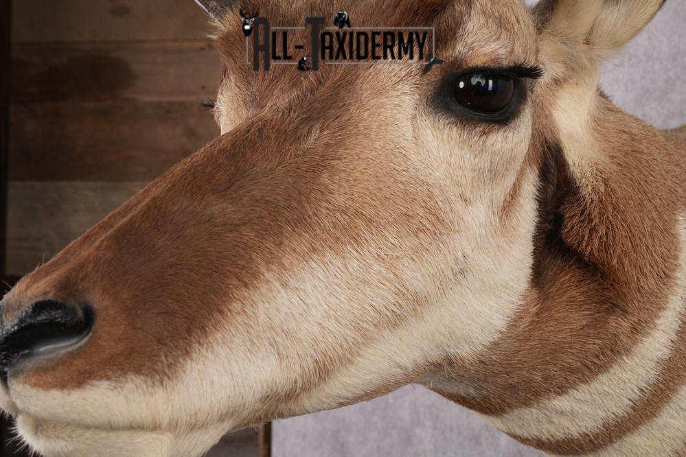 Prong Horn Taxidermy Shoulder Mount SKU 2643 - Image 9