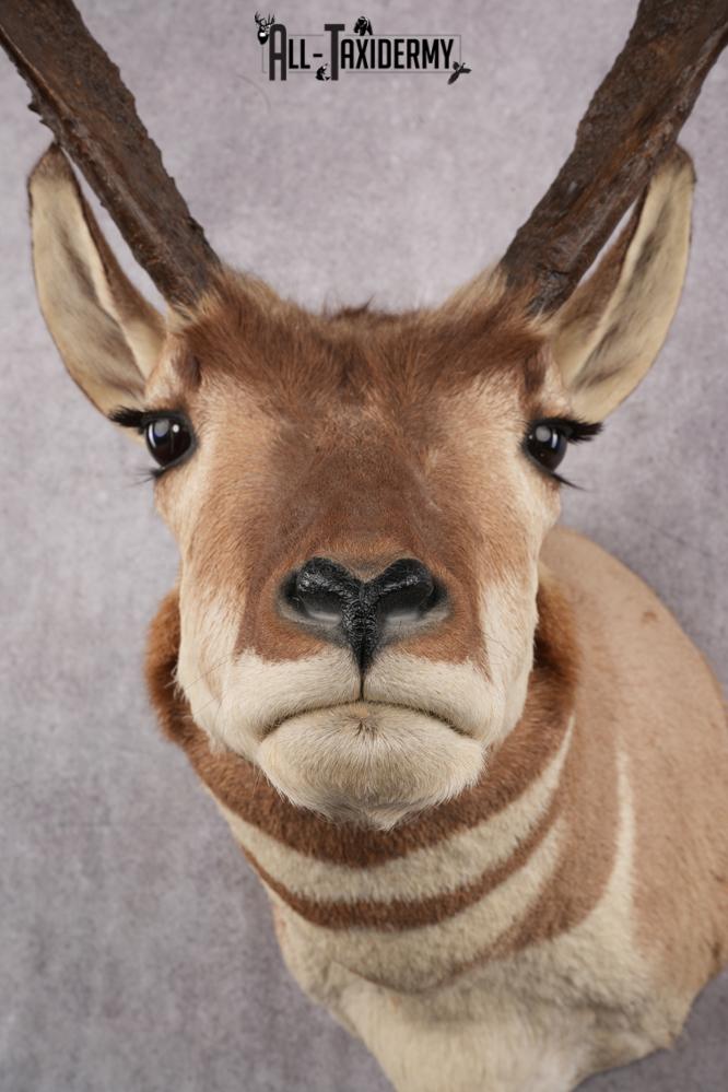 Prong Horn Taxidermy Shoulder Mount SKU 2643 - Image 8