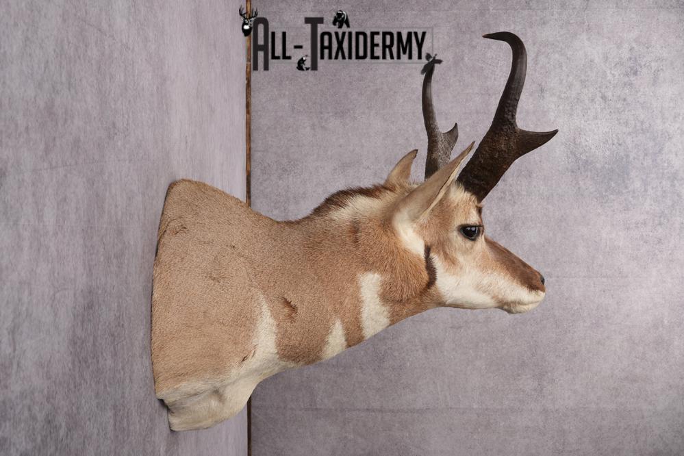 Prong Horn Taxidermy Shoulder Mount SKU 2643 - Image 3