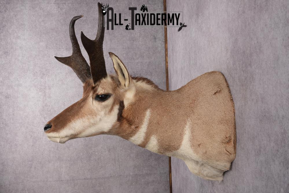 Prong Horn Taxidermy Shoulder Mount SKU 2643 - Image 2