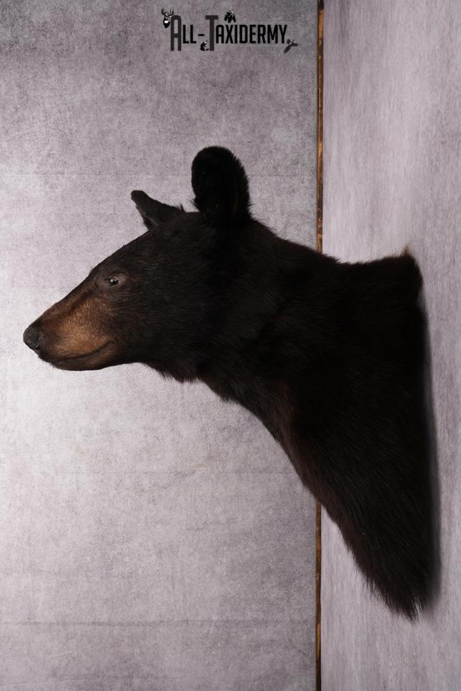 Black Bear Shoulder Mount SKU 2644 - Image 10