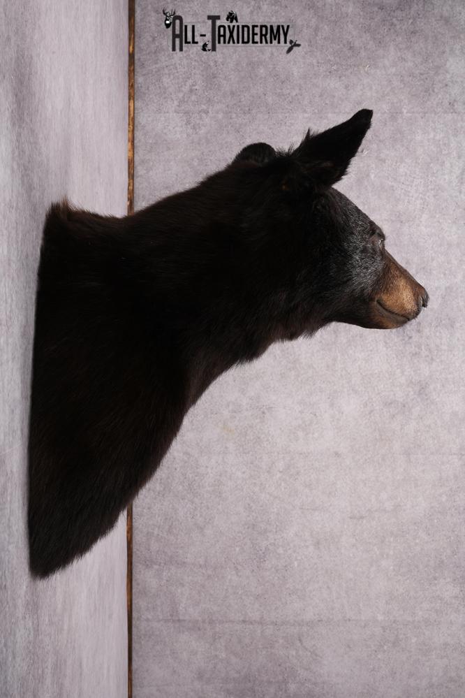 Black Bear Shoulder Mount SKU 2644 - Image 9