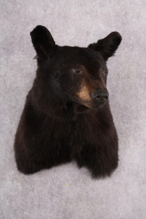 Black Bear Shoulder Mount SKU 2644 - All Taxidermy