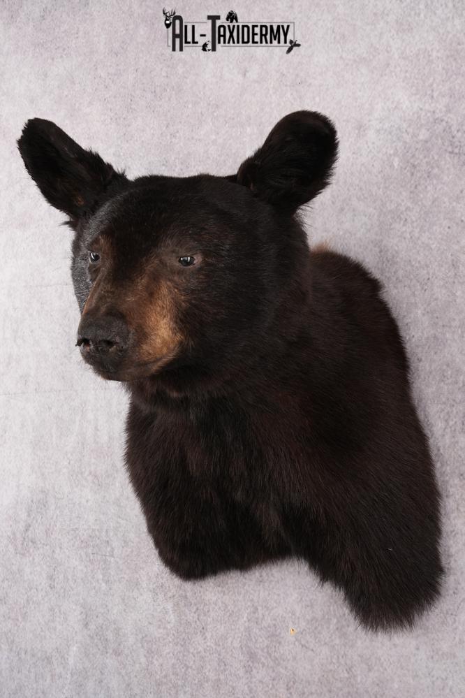 Black Bear Shoulder Mount SKU 2644 - Image 8