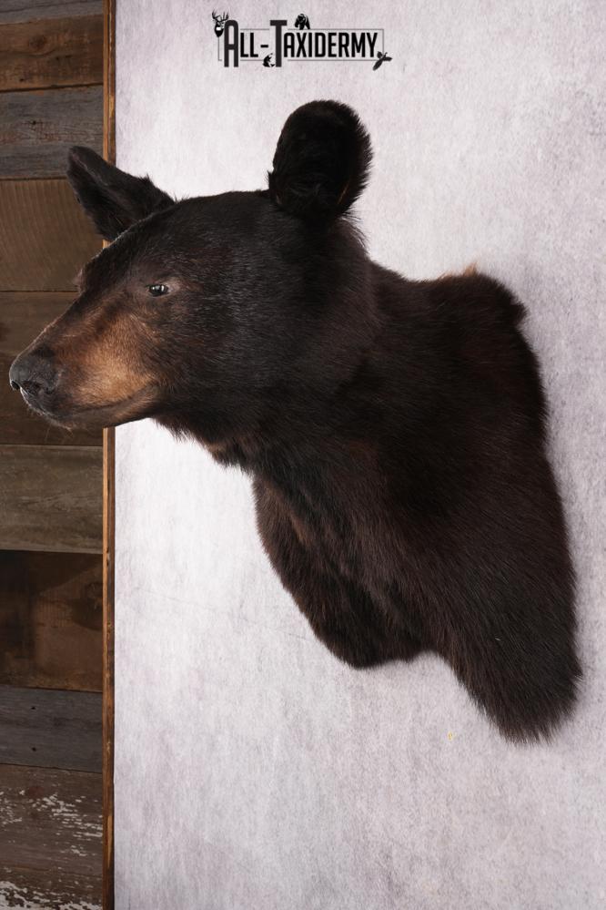 Black Bear Shoulder Mount SKU 2644 - Image 7