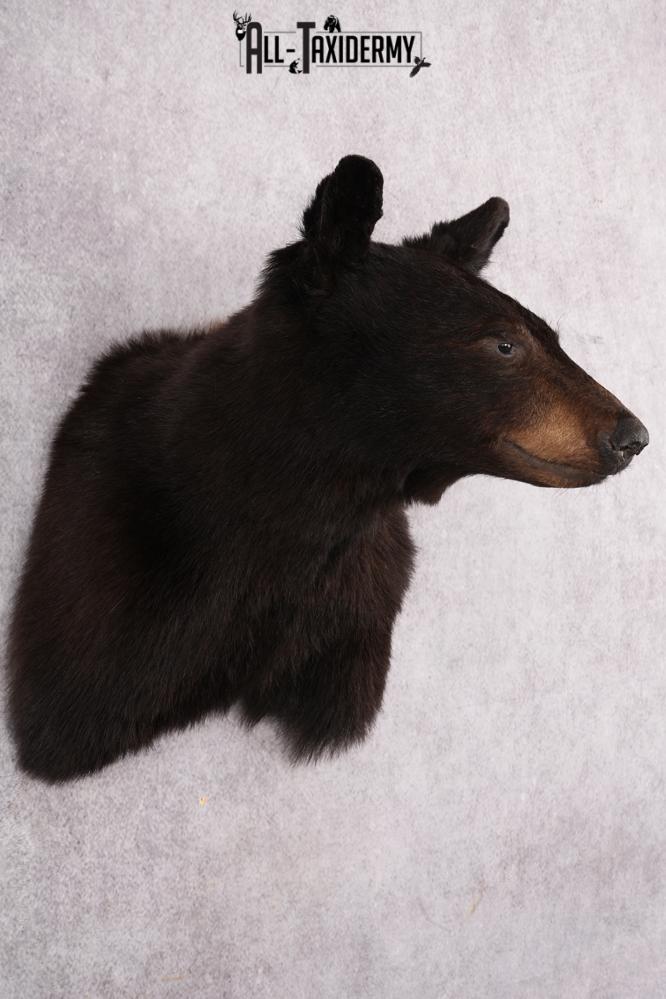 Black Bear Shoulder Mount SKU 2644 - Image 6