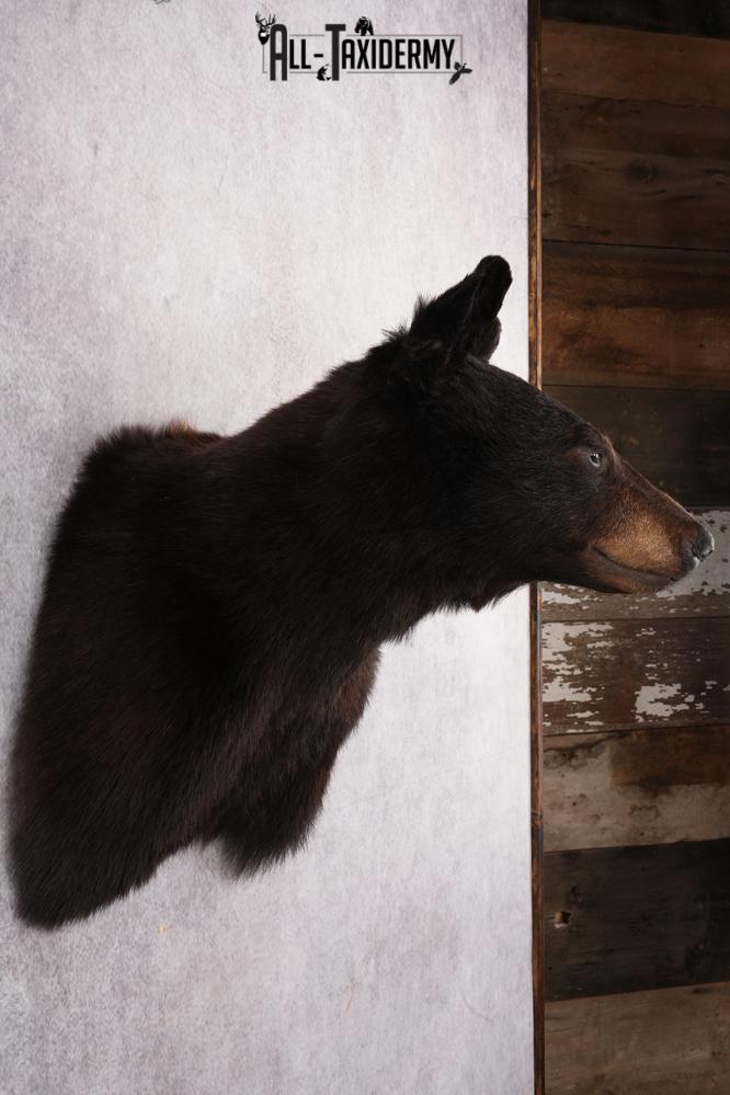 Black Bear Shoulder Mount SKU 2644 - Image 5