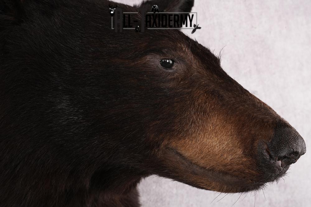 Black Bear Shoulder Mount SKU 2644 - Image 4