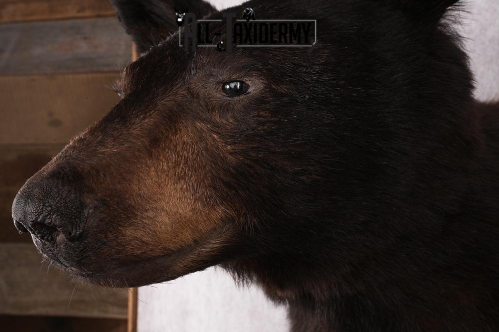 Black Bear Shoulder Mount SKU 2644 - Image 3